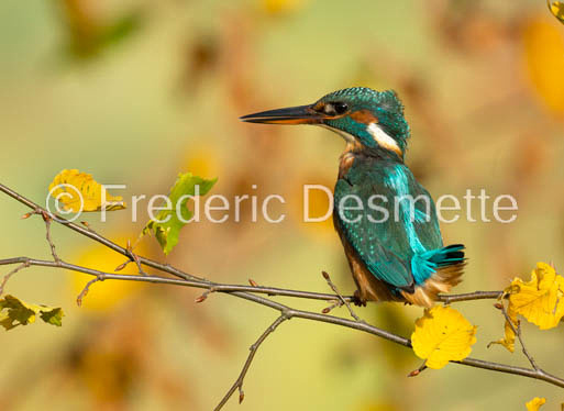 Kingfisher (Alcedo Atthis)-326
