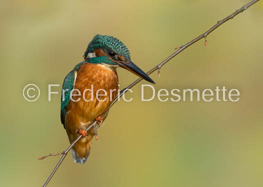 Kingfisher (Alcedo Atthis)-328