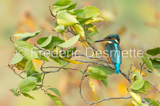 Kingfisher (Alcedo Atthis)-333