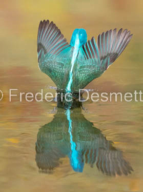 Kingfisher (Alcedo Atthis)-334