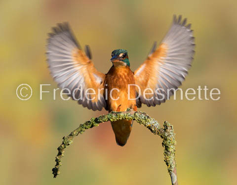 Kingfisher (Alcedo Atthis)-336