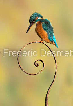 Kingfisher (Alcedo Atthis)-337