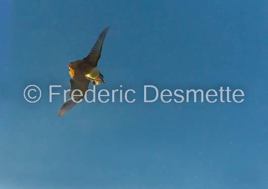 Kingfisher (Alcedo Atthis)-338