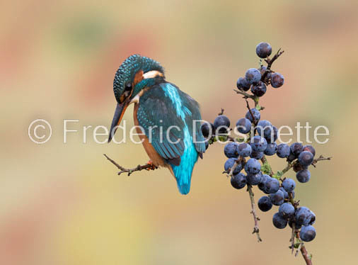 Kingfisher (Alcedo Atthis)-339