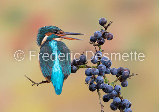 Kingfisher (Alcedo Atthis)-340