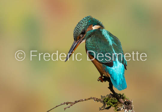 Kingfisher (Alcedo Atthis)-341
