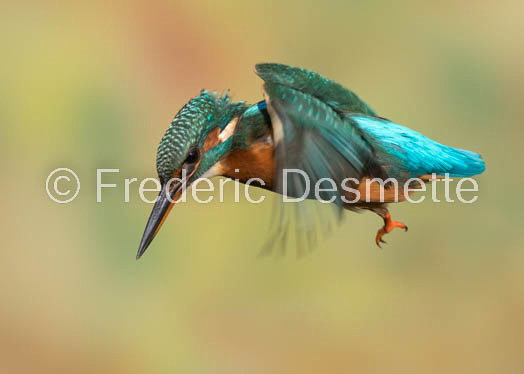 Kingfisher (Alcedo Atthis)-342