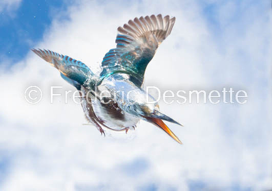 Kingfisher (Alcedo Atthis)-344