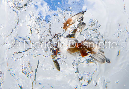 Kingfisher (Alcedo Atthis)-345