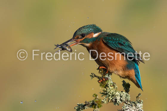 Kingfisher (Alcedo Atthis)-348