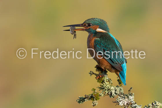 Kingfisher (Alcedo Atthis)-349