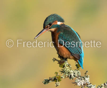 Kingfisher (Alcedo Atthis)-350