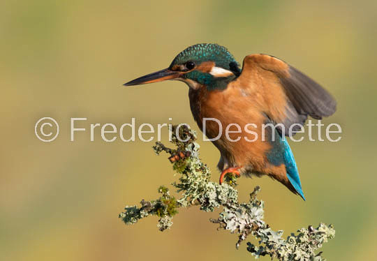 Kingfisher (Alcedo Atthis)-351
