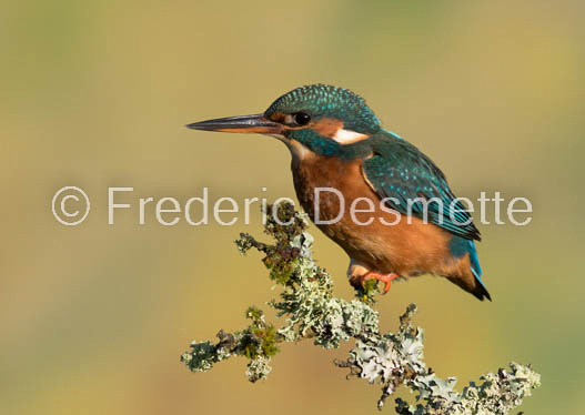 Kingfisher (Alcedo Atthis)-352