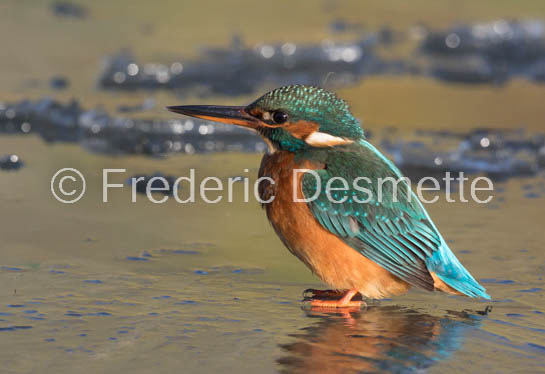 Kingfisher (Alcedo Atthis)-353