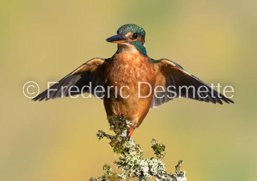 Kingfisher (Alcedo Atthis)-354