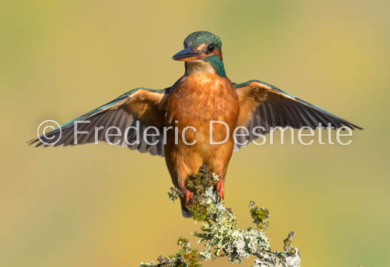 Kingfisher (Alcedo Atthis)-355