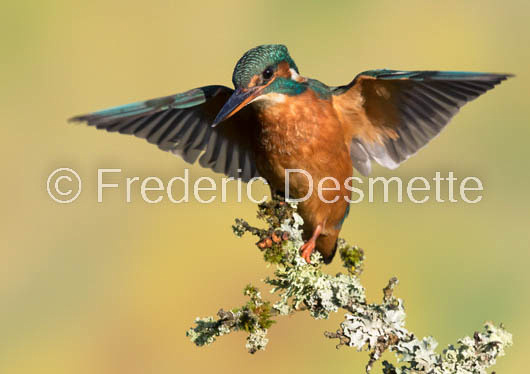 Kingfisher (Alcedo Atthis)-356