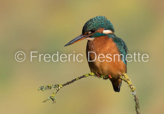 Kingfisher (Alcedo Atthis)-357