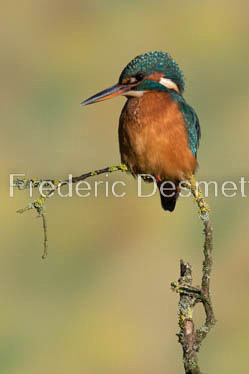 Kingfisher (Alcedo Atthis)-358