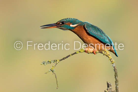 Kingfisher (Alcedo Atthis)-359