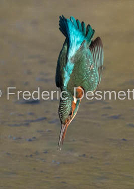 Kingfisher (Alcedo Atthis)-361