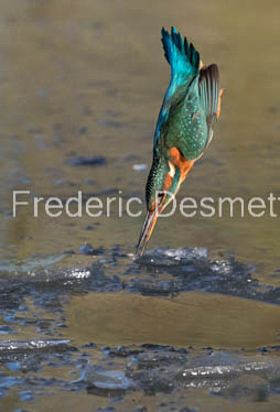 Kingfisher (Alcedo Atthis)-362