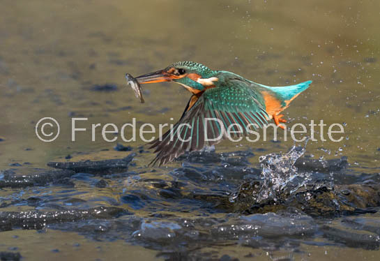Kingfisher (Alcedo Atthis)-364