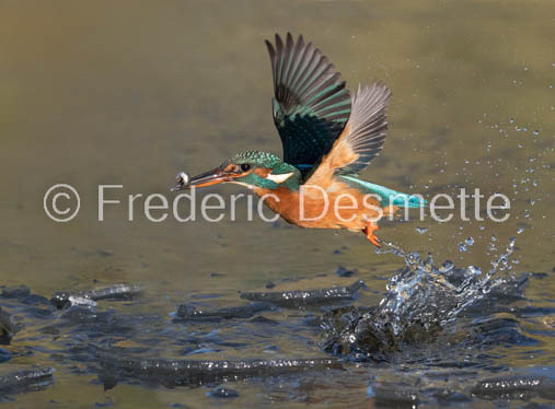 Kingfisher (Alcedo Atthis)-365