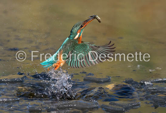 Kingfisher (Alcedo Atthis)-368