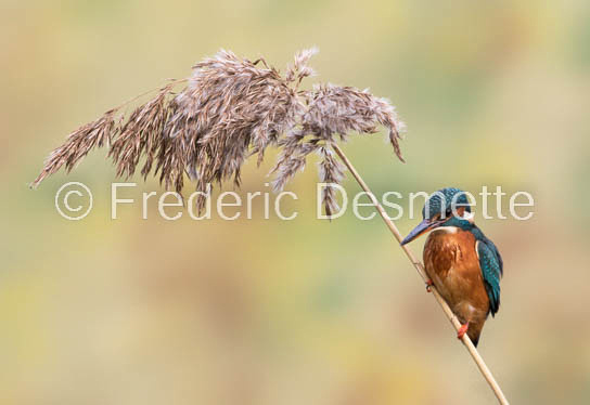 Kingfisher (Alcedo Atthis)-377