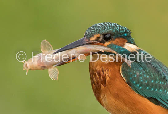 Kingfisher (Alcedo Atthis)-378