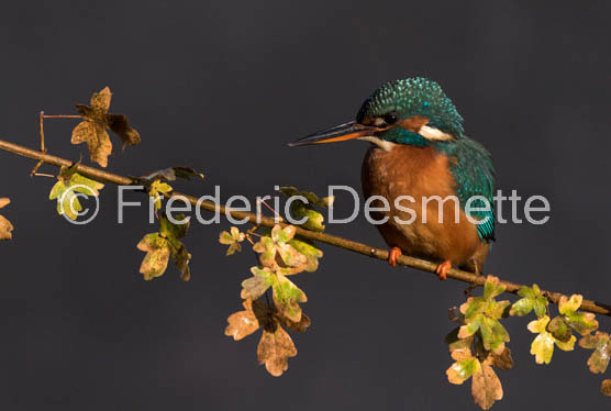 Kingfisher (Alcedo Atthis)-386