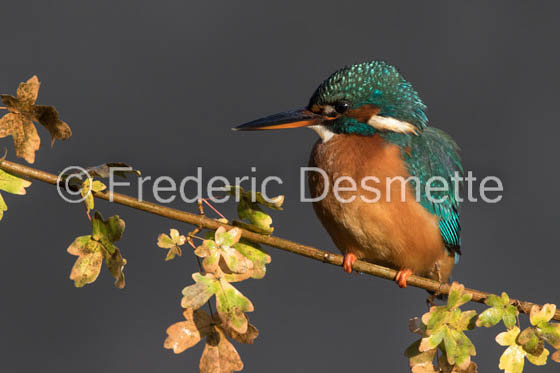 Kingfisher (Alcedo Atthis)-387