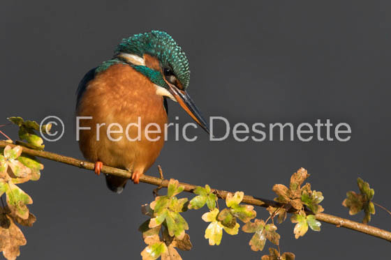 Kingfisher (Alcedo Atthis)-388