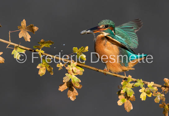 Kingfisher (Alcedo Atthis)-389