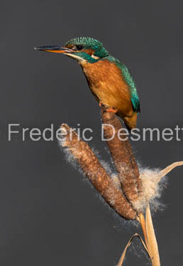 Kingfisher (Alcedo Atthis)-393