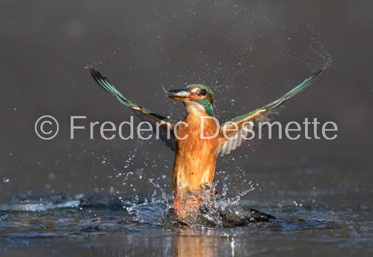 Kingfisher (Alcedo Atthis)-394