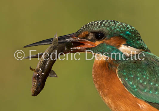 Kingfisher (Alcedo Atthis)-396