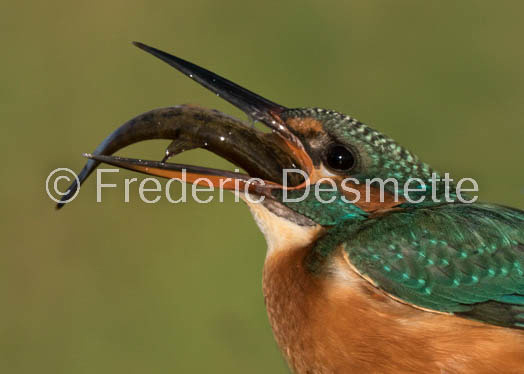 Kingfisher (Alcedo Atthis)-398