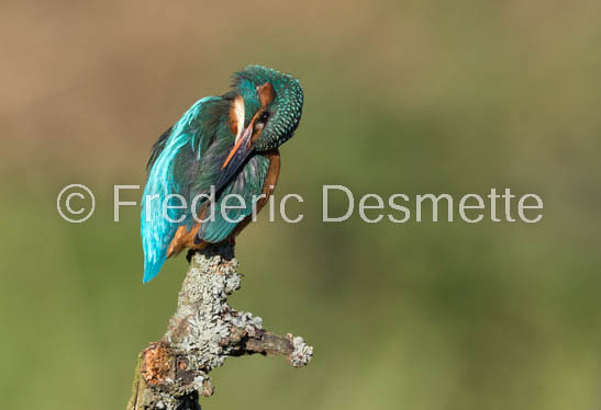 Kingfisher (Alcedo Atthis)-400