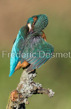 Kingfisher (Alcedo Atthis)-401
