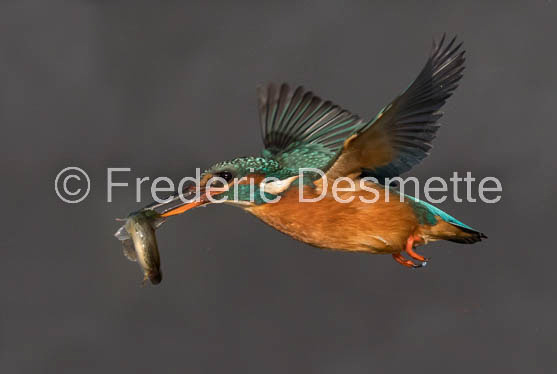 Kingfisher (Alcedo Atthis)-406