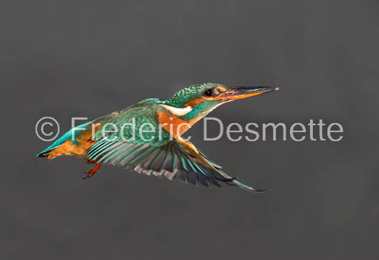 Kingfisher (Alcedo Atthis)-411