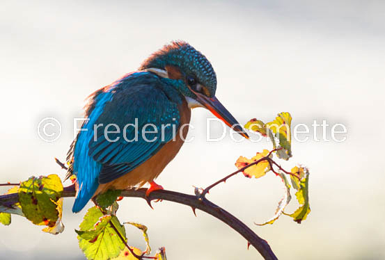 Kingfisher (Alcedo Atthis)-412-2
