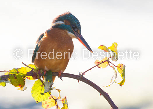 Kingfisher (Alcedo Atthis)-413-2
