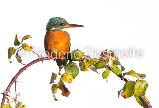 Kingfisher (Alcedo Atthis)-414-2