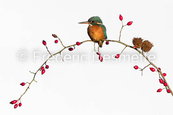 Kingfisher (Alcedo Atthis)-416-2
