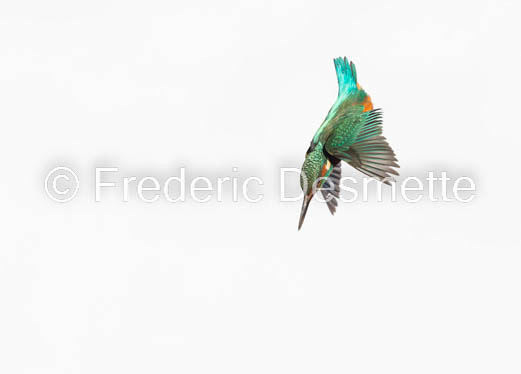 Kingfisher (Alcedo Atthis)-422