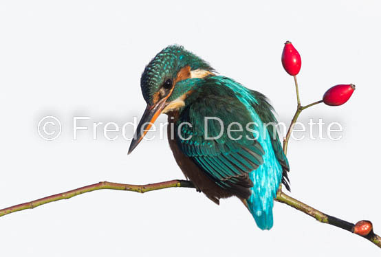 Kingfisher (Alcedo Atthis)-425